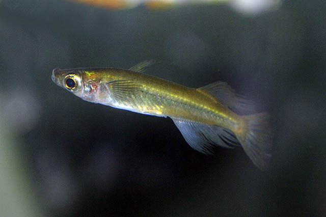 Oryzias sarasinorum