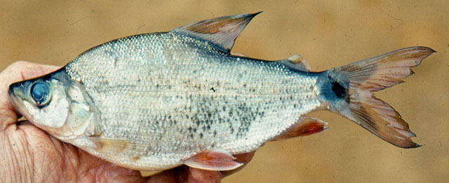 Xenocharax spilurus