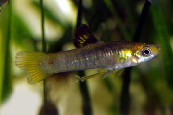 Xenophallus umbratilis
