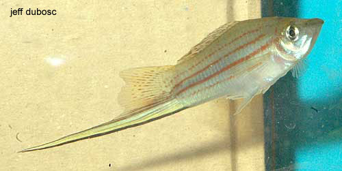 Xiphophorus mayae