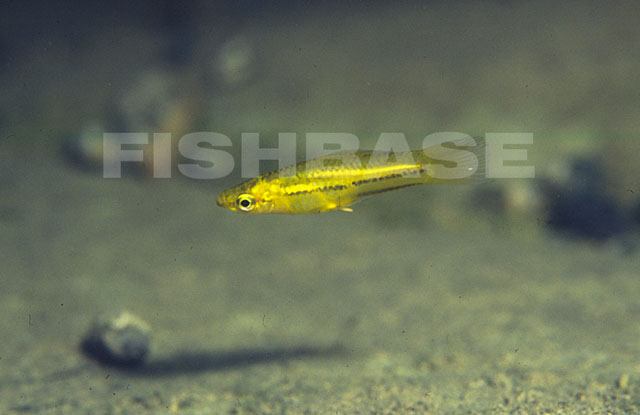 Xiphophorus pygmaeus