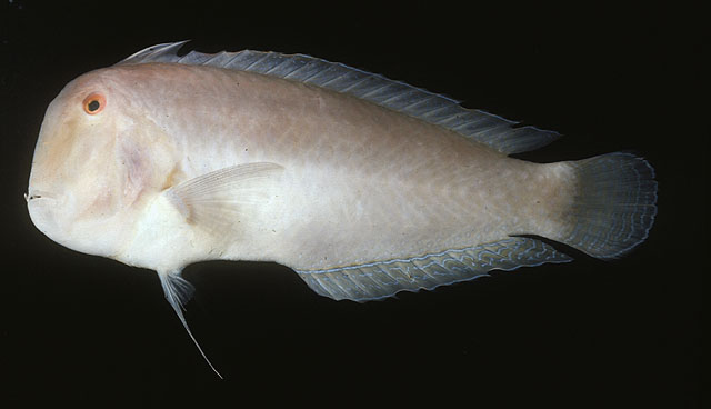 Iniistius cyanifrons