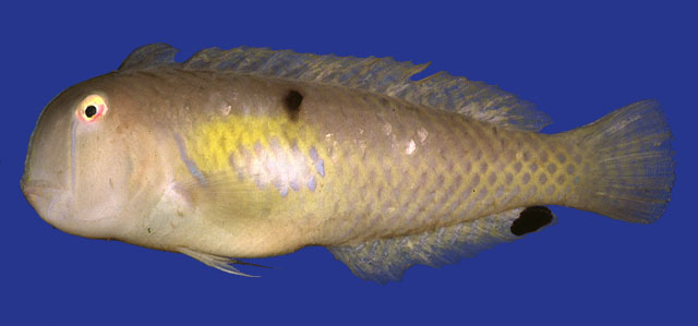 Iniistius melanopus