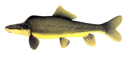 Xyrauchen texanus