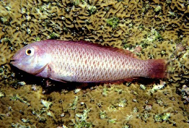 Xyrichtys wellingtoni