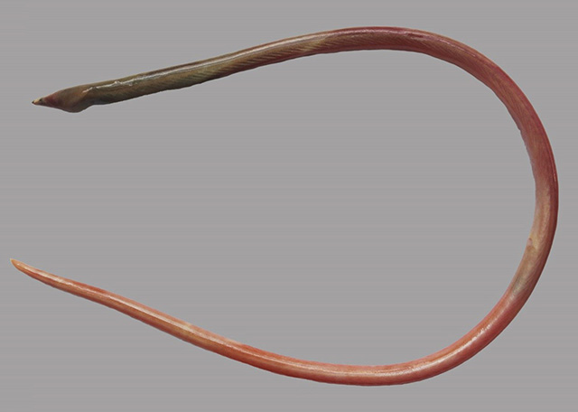 Yirrkala nkust