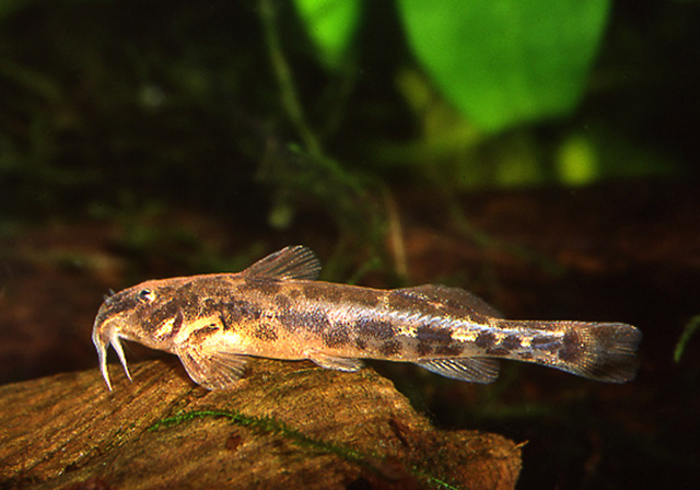 Zaireichthys compactus