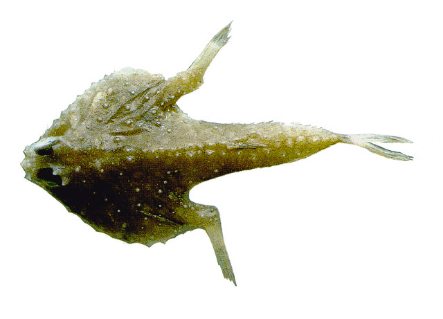 Zalieutes mcgintyi