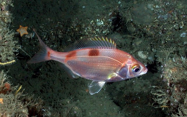 Zalembius rosaceus
