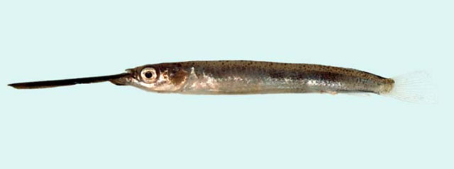 Zenarchopterus gilli
