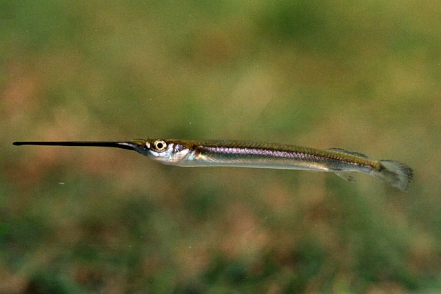 Zenarchopterus novaeguineae