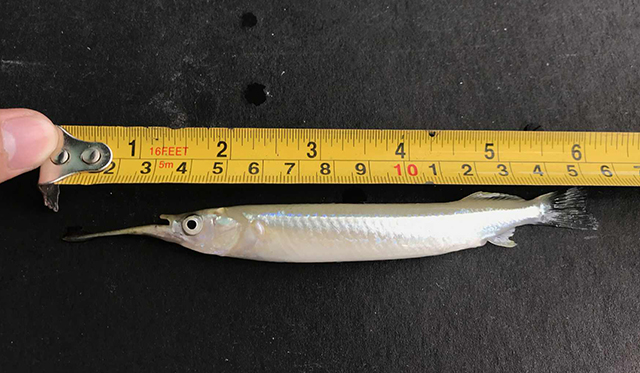 Zenarchopterus philippinus