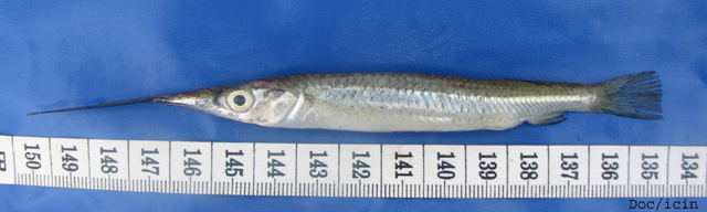 Zenarchopterus rasori