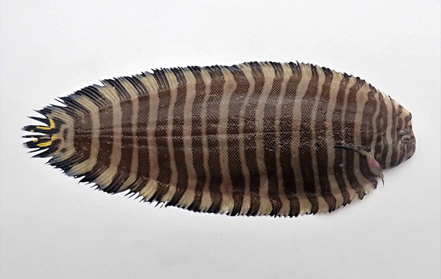 Zebrias zebrinus