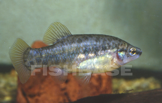 Zoogoneticus quitzeoensis