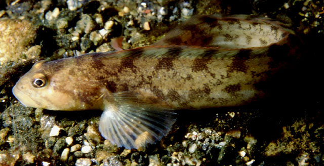 Zoarces viviparus