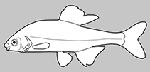 Acheilognathidae