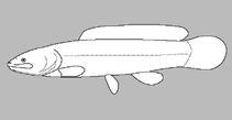 Image of Amia ocellicauda (Emerald bowfin)