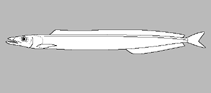 Ammodytidae