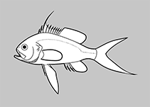Anthiadidae