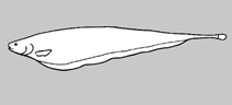 Image of Sternarchorhynchus villasboasi (Villasboas\
