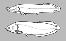 Image of Arapaima arapaima 