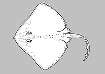 Image of Bathyraja chapmani (Chapman\