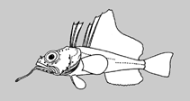 Artedidraconidae