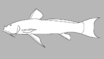Image of Astroblepus curitiensis 
