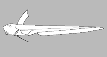 Image of Ateleopus tanabensis 
