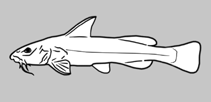 Image of Austroglanis barnardi (Barnard\
