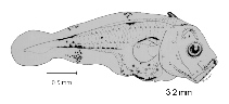 tn_Acspp_l2.gif