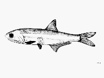 Image of Anchoa cayorum (Key anchovy)