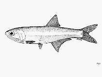 Image of Anchoa scofieldi (Scofield\