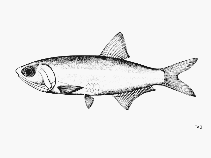Image of Anchoa trinitatis (Trinidad anchovy)