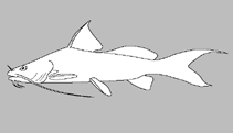 Image of Pseudomystus bomboides 