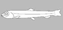 Image of Bathylagichthys parini 
