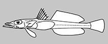 Bembropidae