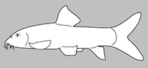 Botiidae
