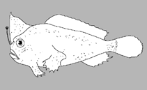 Image of Pezichthys compressus (Narrowbody Handfish)