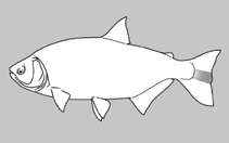 Image of Chilobrycon deuterodon 