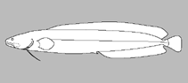 Image of Parasaccogaster rhamphidognatha 