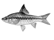 Image of Enteromius chiumbeensis 