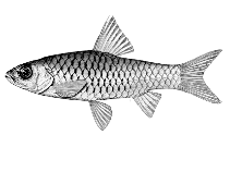 Image of Enteromius chicapaensis 