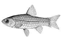 Image of Enteromius petchkovskyi 