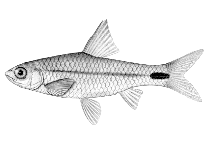 Image of Enteromius poechii (Dashtail barb)