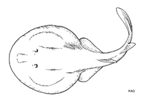 Image of Benthobatis marcida (Blind torpedo)