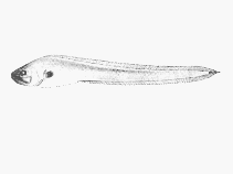 Image of Brotulotaenia crassa (Violet cuskeel)