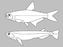 Image of Odontostilbe microcephala 
