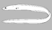 Image of Catesbya pseudomuraena 